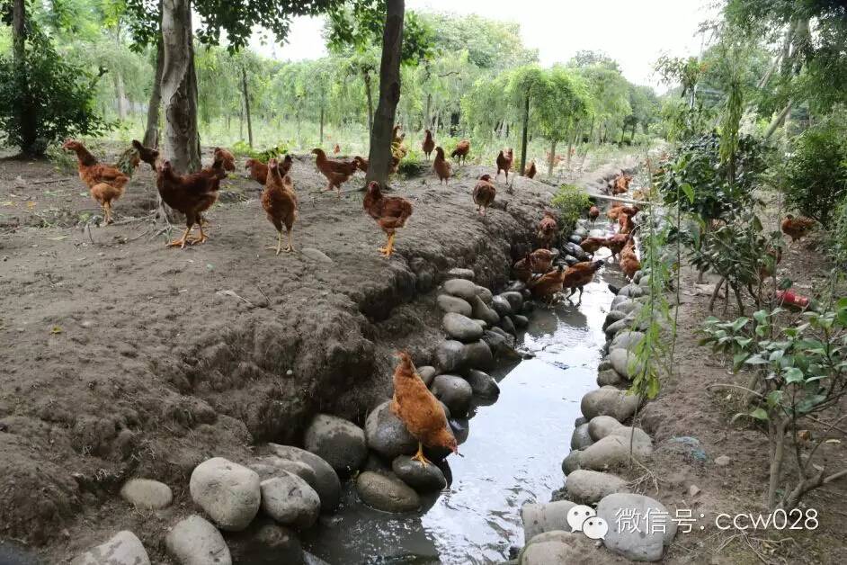 关心会员企业发展，深入田间坡头考察调研——张丽君会长彭州行记 (图13)