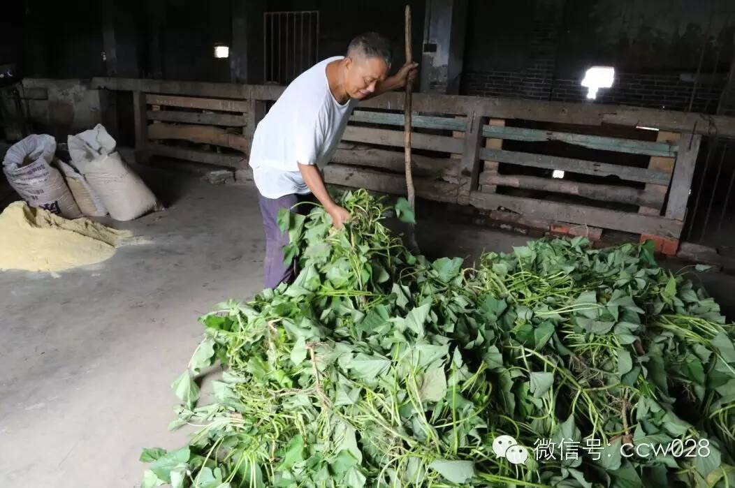 关心会员企业发展，深入田间坡头考察调研——张丽君会长彭州行记 (图15)