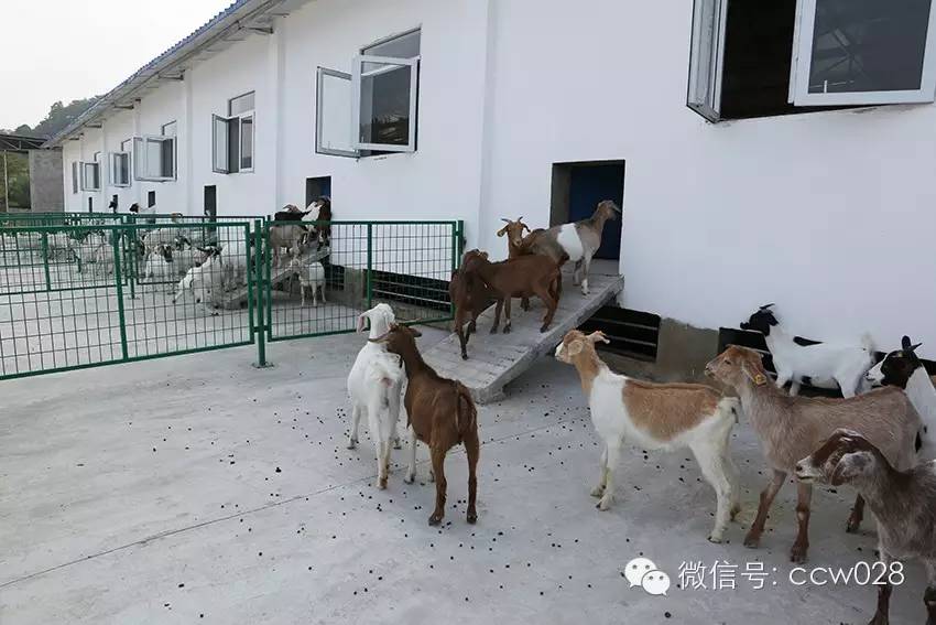 互联网加牧场在川试水 八万羊腿锁定冬至市场 (图1)