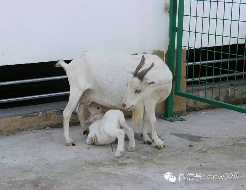 互联网加牧场在川试水 八万羊腿锁定冬至市场 (图2)
