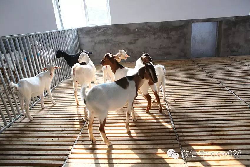 互联网加牧场在川试水 八万羊腿锁定冬至市场 (图3)