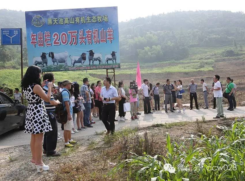 互联网加牧场在川试水 八万羊腿锁定冬至市场 (图4)