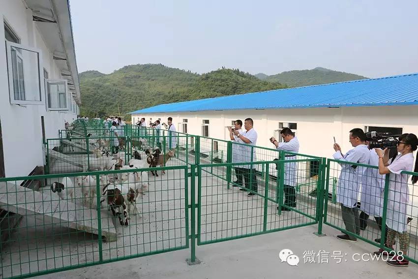 互联网加牧场在川试水 八万羊腿锁定冬至市场 (图6)