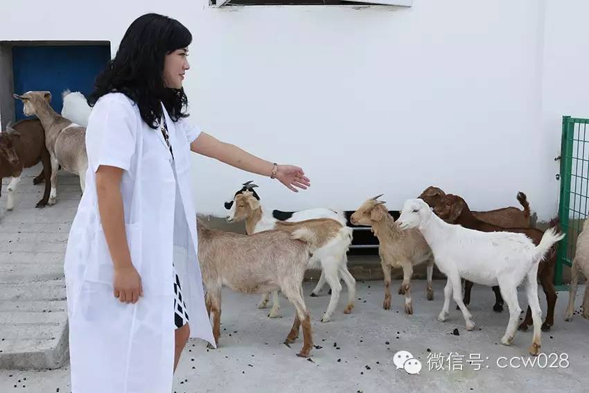 互联网加牧场在川试水 八万羊腿锁定冬至市场 (图7)