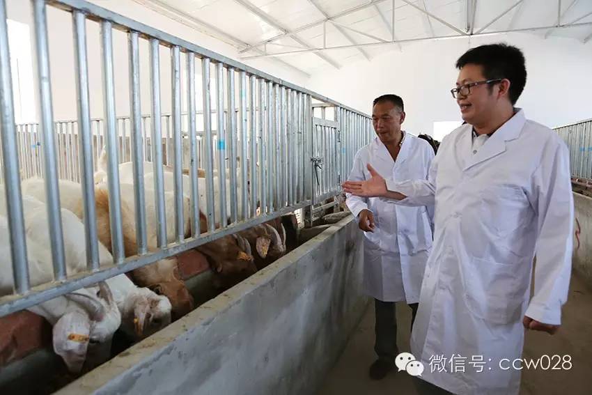 互联网加牧场在川试水 八万羊腿锁定冬至市场 (图8)