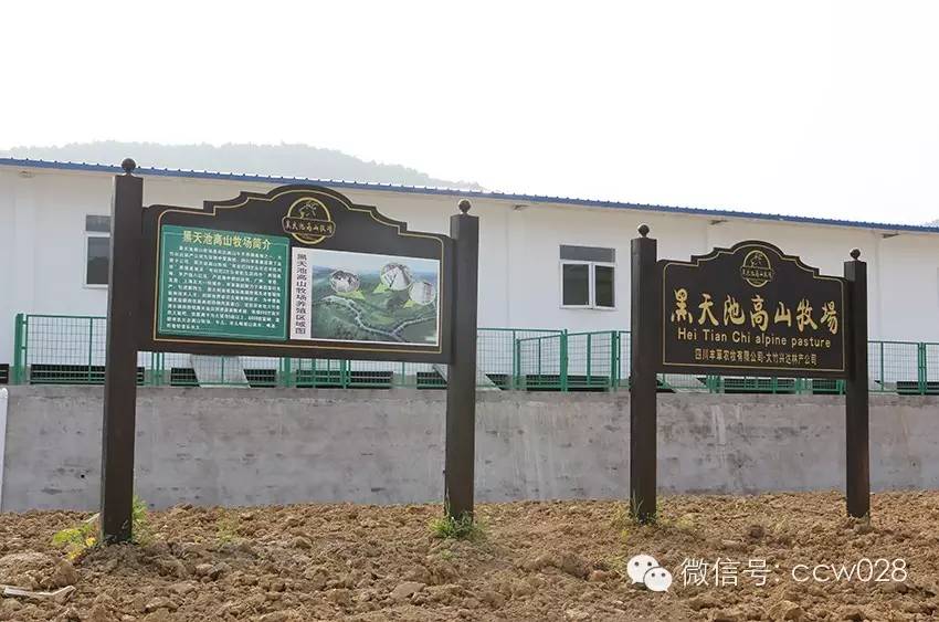 互联网加牧场在川试水 八万羊腿锁定冬至市场 (图10)