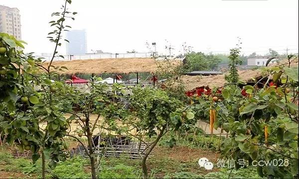 天府农家带来乡村生态旅游新概念 (图4)