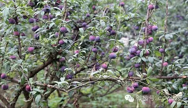 天府农家带来乡村生态旅游新概念 (图3)