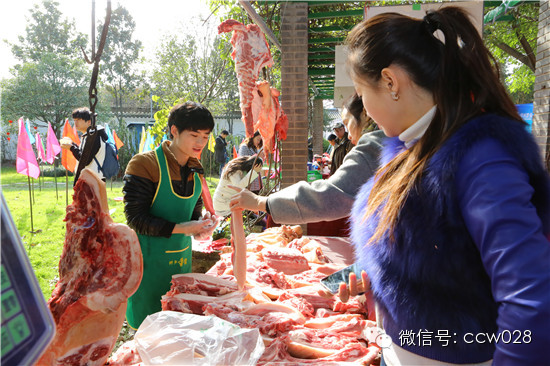 成都首届年猪文化节隆重开幕 (图15)