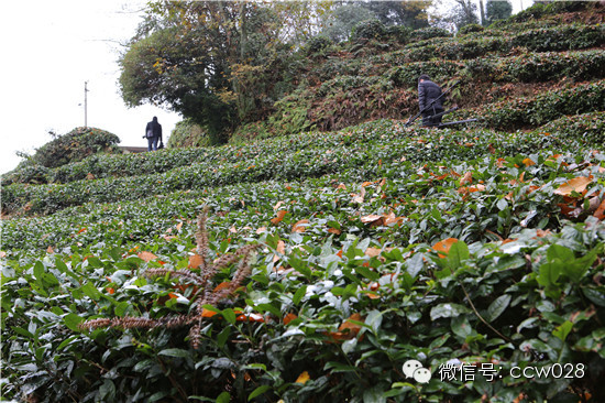 《味道四川》开播在即 蒙顶山拍摄巧逢初雪 (图3)