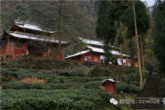 《味道四川》开播在即 蒙顶山拍摄巧逢初雪 (图7)