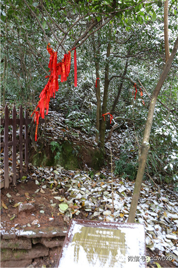 《味道四川》开播在即 蒙顶山拍摄巧逢初雪 (图5)