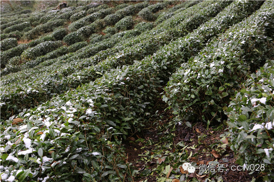 《味道四川》开播在即 蒙顶山拍摄巧逢初雪 (图10)