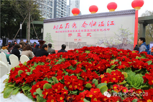 “树石蔚秀•春归温江” 四川省第六届盆景展暨首届温江盆景艺术节开幕 (图1)