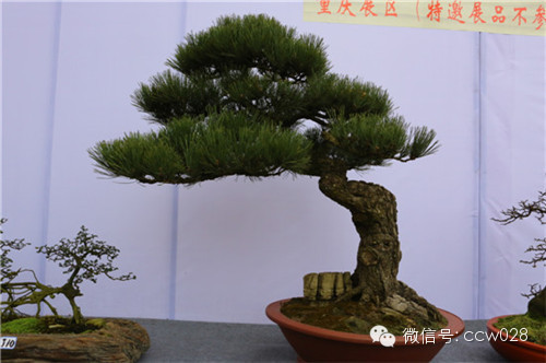 “树石蔚秀•春归温江” 四川省第六届盆景展暨首届温江盆景艺术节开幕 (图10)