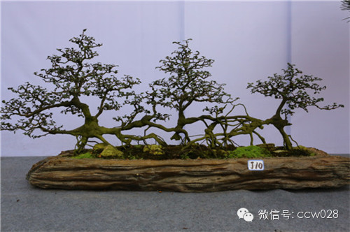 “树石蔚秀•春归温江” 四川省第六届盆景展暨首届温江盆景艺术节开幕 (图11)