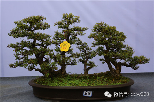 “树石蔚秀•春归温江” 四川省第六届盆景展暨首届温江盆景艺术节开幕 (图13)