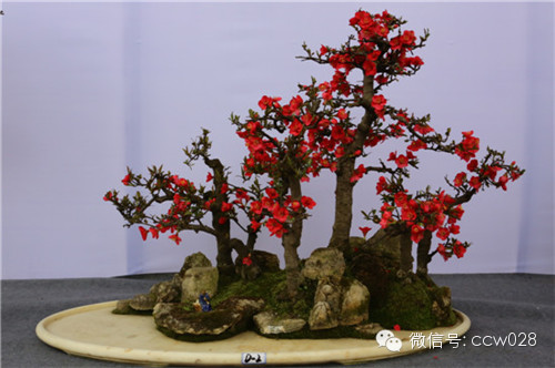 “树石蔚秀•春归温江” 四川省第六届盆景展暨首届温江盆景艺术节开幕 (图14)