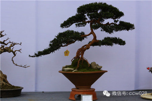 “树石蔚秀•春归温江” 四川省第六届盆景展暨首届温江盆景艺术节开幕 (图15)