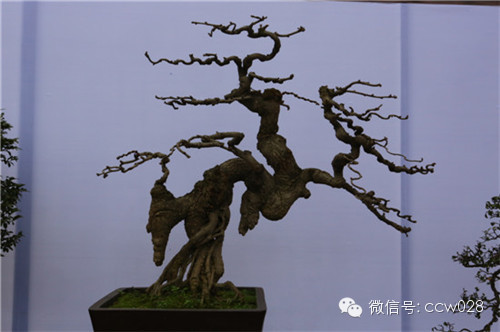 “树石蔚秀•春归温江” 四川省第六届盆景展暨首届温江盆景艺术节开幕 (图16)