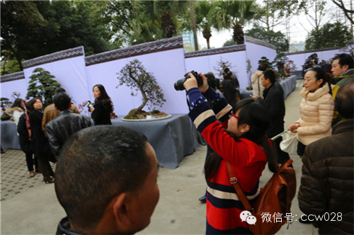“树石蔚秀•春归温江” 四川省第六届盆景展暨首届温江盆景艺术节开幕 (图17)