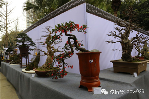 “树石蔚秀•春归温江” 四川省第六届盆景展暨首届温江盆景艺术节开幕 (图19)