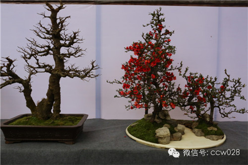 “树石蔚秀•春归温江” 四川省第六届盆景展暨首届温江盆景艺术节开幕 (图21)