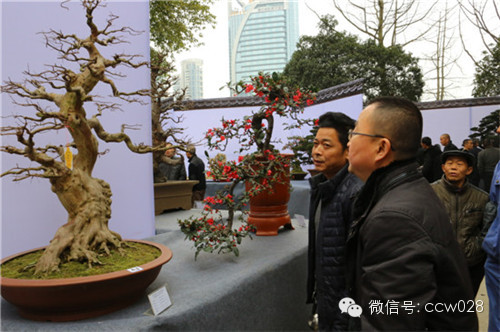 “树石蔚秀•春归温江” 四川省第六届盆景展暨首届温江盆景艺术节开幕 (图18)