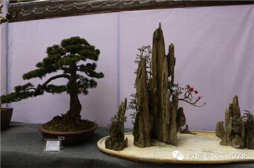 “树石蔚秀•春归温江” 四川省第六届盆景展暨首届温江盆景艺术节开幕 (图20)