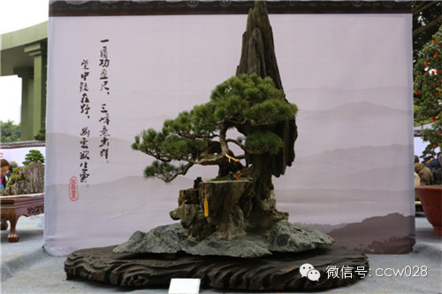 “树石蔚秀•春归温江” 四川省第六届盆景展暨首届温江盆景艺术节开幕 (图23)