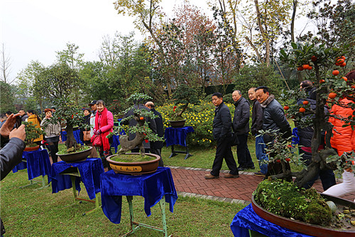 迎春花卉盆景博览会在邛崃开幕 (图8)