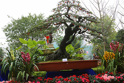 迎春花卉盆景博览会在邛崃开幕 (图11)