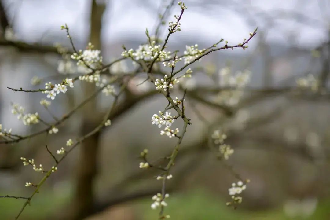 我会张昌余顾问受邀胜天红岩山风景区考察 (图6)