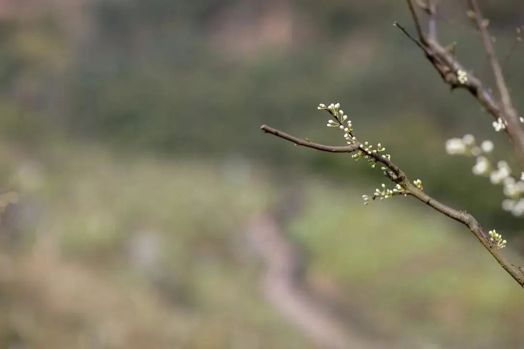 我会张昌余顾问受邀胜天红岩山风景区考察 (图10)