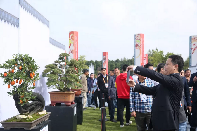 四川省副省长杨兴平参观“国际非遗节”川派盆景展  (图6)