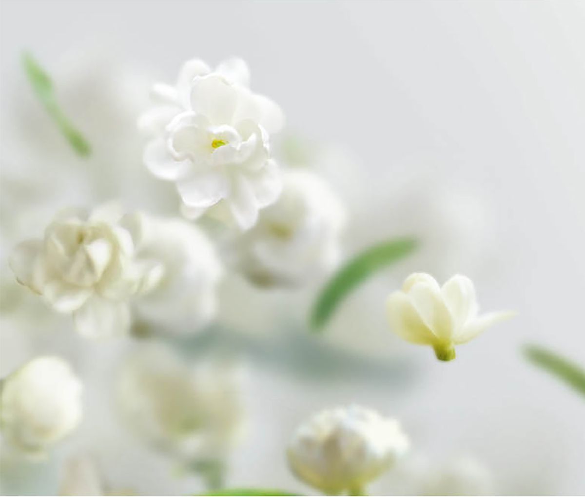 川味中国馆——碧潭飘雪，如诗如画的“美”川茶(图1)