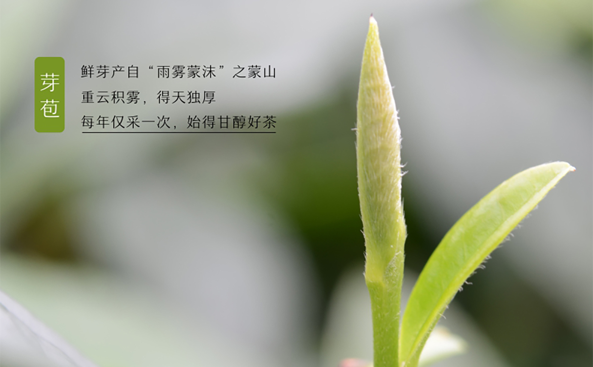 川味中国馆——蒙顶甘露，小众川茶也很别致(图7)